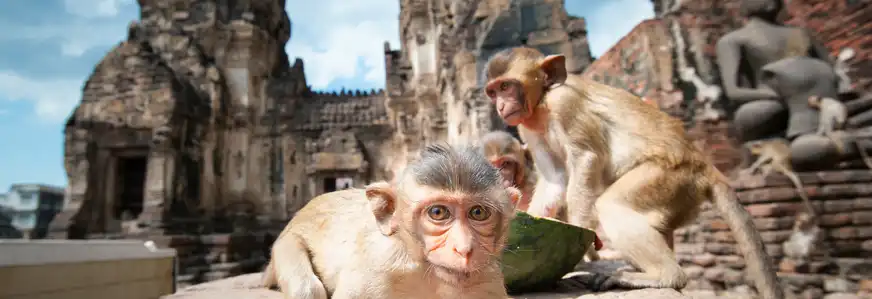 Phra Prang Sam Yod - bekannt als Lopburi Affentempel, Thailand