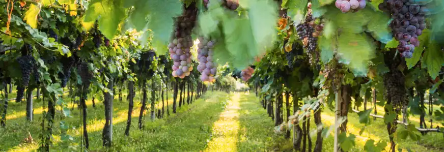 Weinregion Bardolino