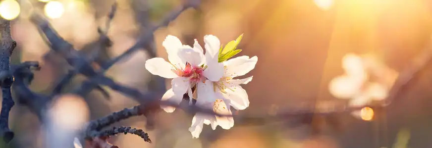 Wenn sich im Frühjahr die zarten Blüten in den Obstbäumen öffnen