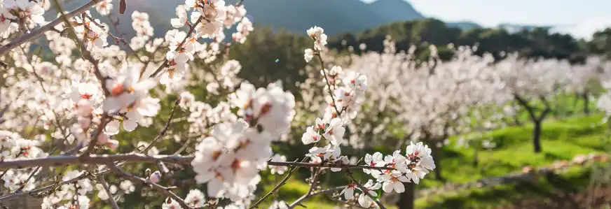 Mandelblüten