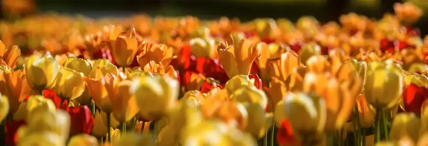 Tulpenfeld im Arboretum Volji Potok