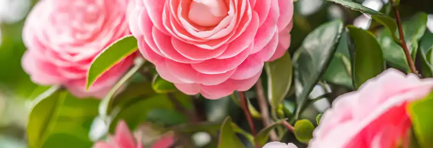 Rosa Kamelien Blüten