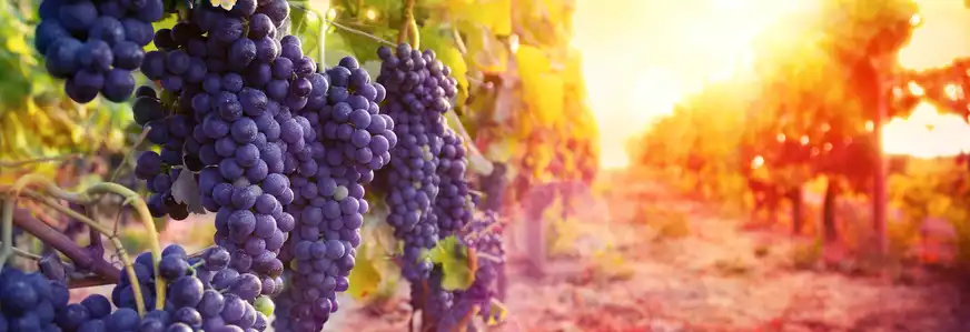 Weinberg mit reifen Trauben in der Landschaft bei Sonnenuntergang