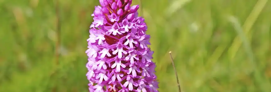 Orchidee auf Zypern
