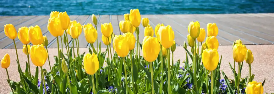 Frühling am Gardasee