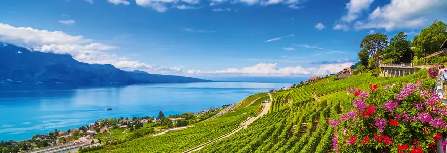Weinberge am Genfer See, Schweiz