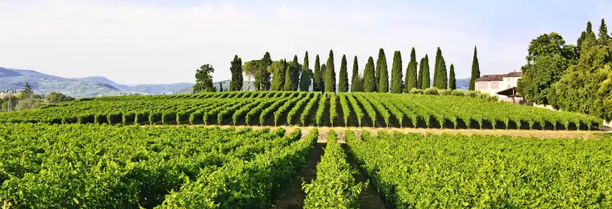 Weinbaugebiet Valpolicella 