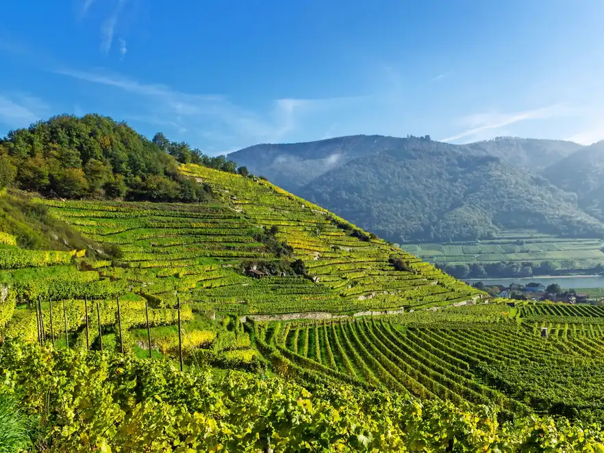 Weinterrassen in Spitz in der Wachau