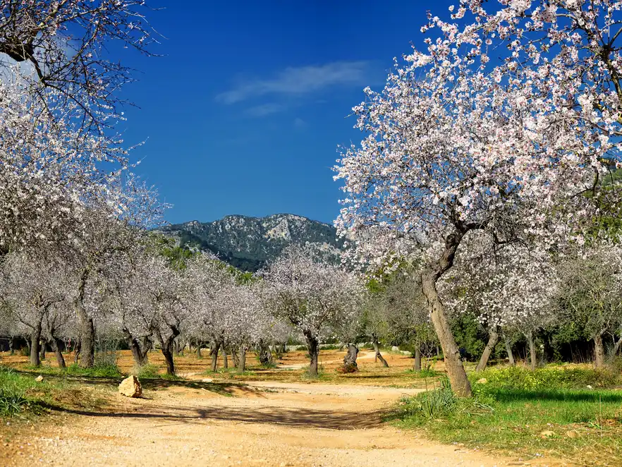 Mandelblüte auf Mallorca