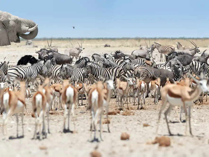 Etosha-Nationalpark in Namibia