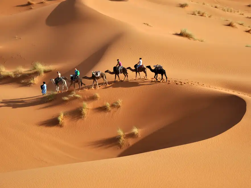 Kamelkarawane in der Wüste, Vereinigte Arabische Emirate