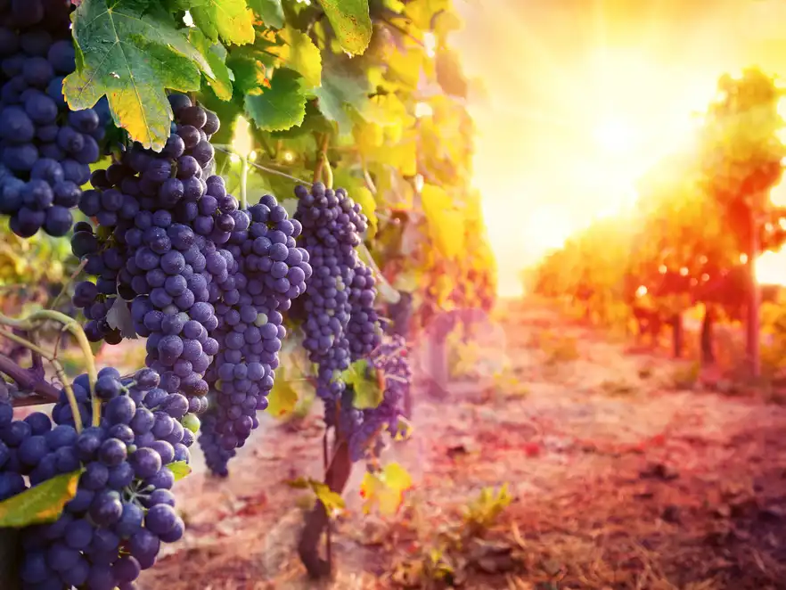 Weinberg mit reifen Trauben in der Landschaft bei Sonnenuntergang