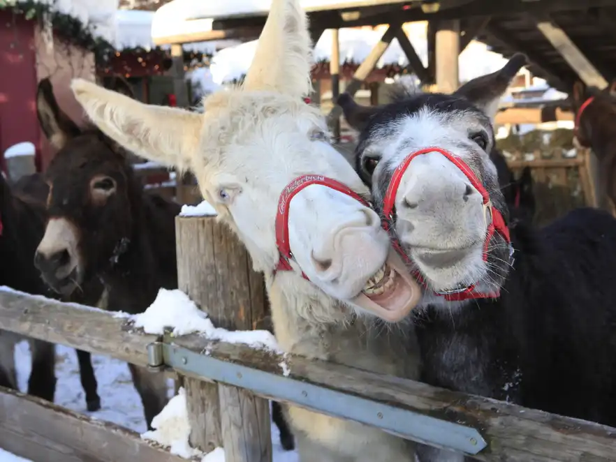 Besuchen Sie die Tiere während Ihres Weihnachtsmarkt Besuches.
