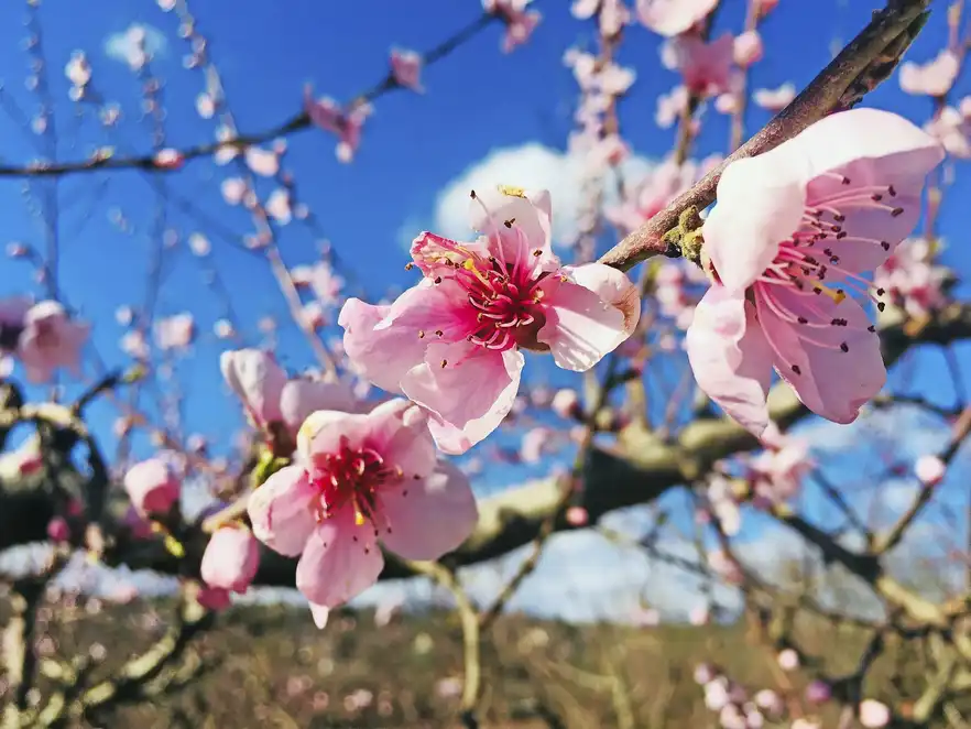 Mandelblüte