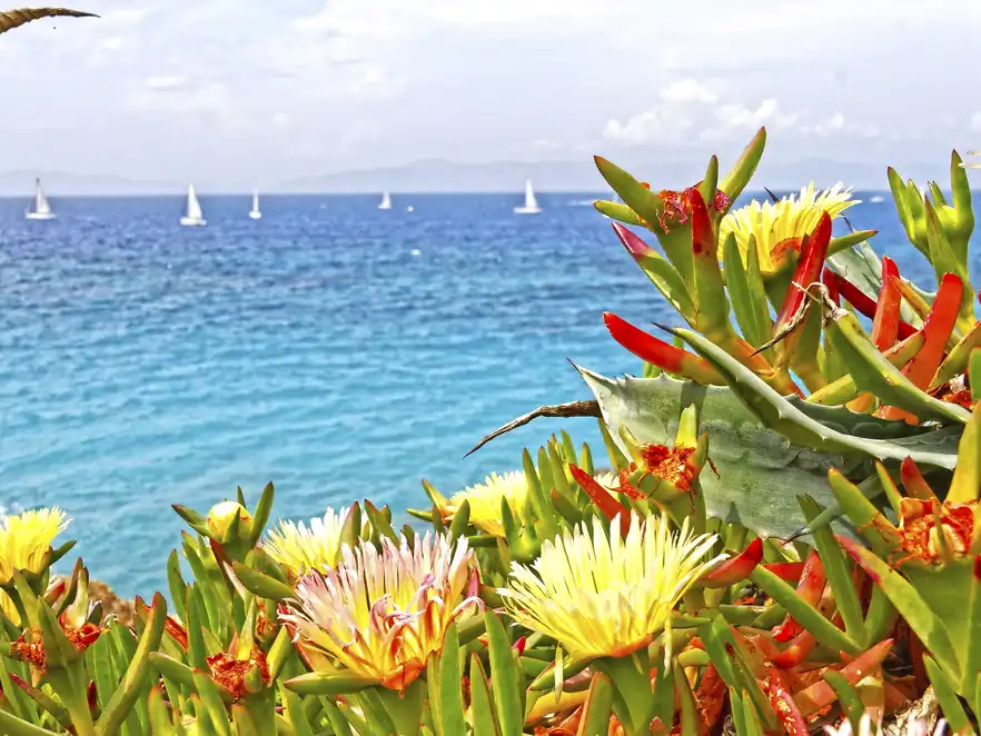 Mittagsblumen am Meer von Rhodos