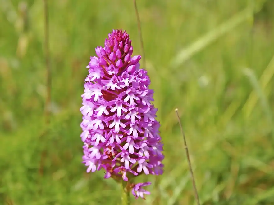 Orchidee auf Zypern