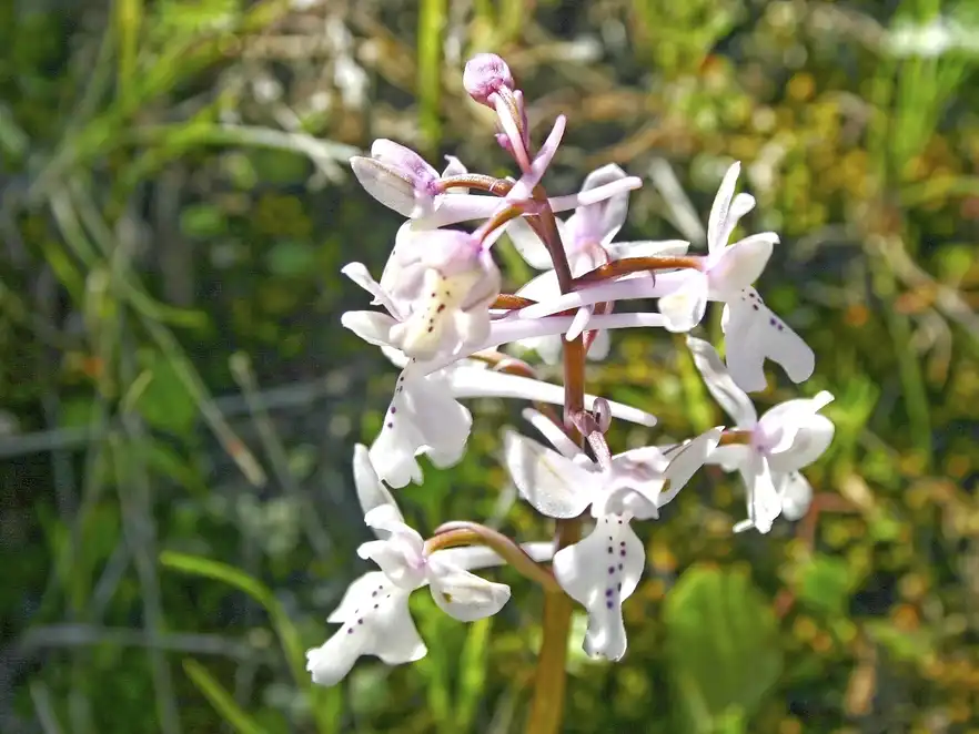 Orchidee auf Zypern