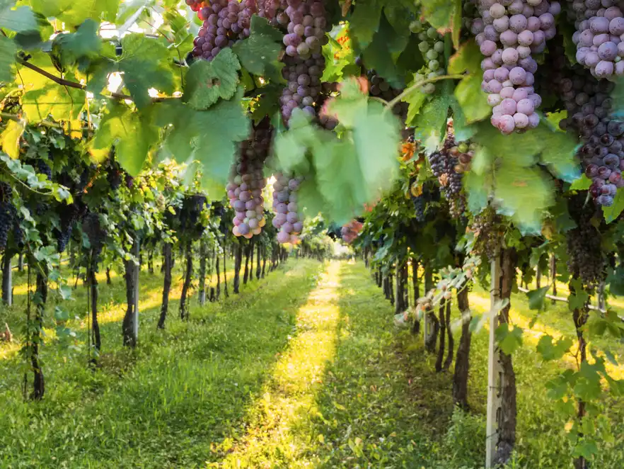Weinregion Bardolino