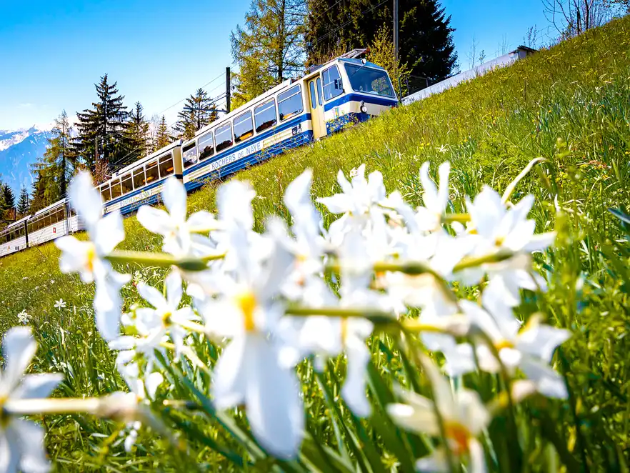 Zahnradbahn von Montreux nach Rochers-de-Naye