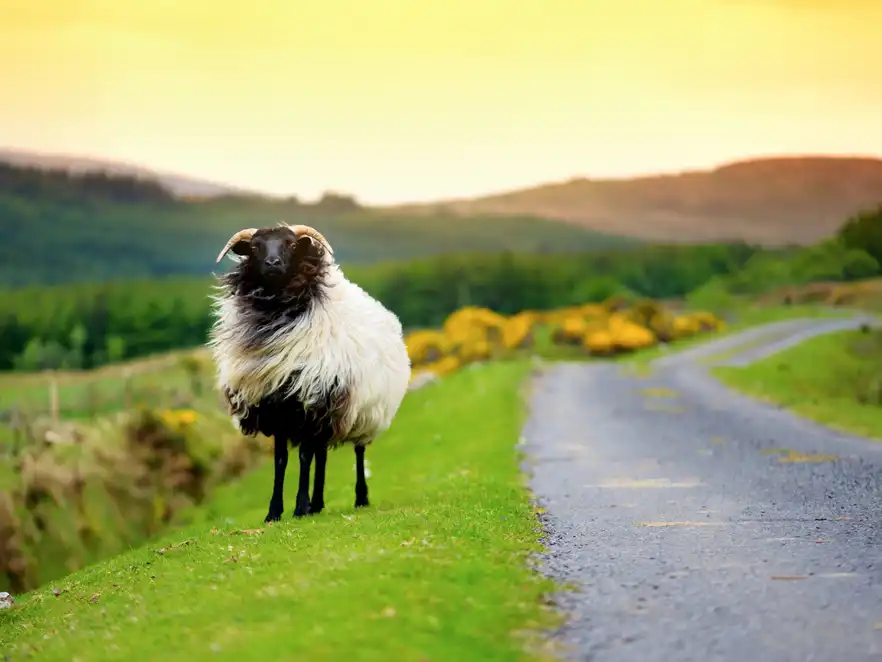 Schafe grasen auf den grünen Weiden Irlands