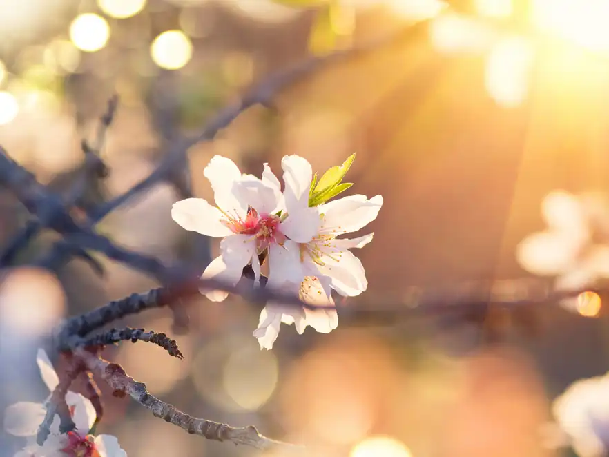 Wenn sich im Frühjahr die zarten Blüten in den Obstbäumen öffnen