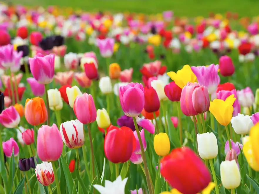 Tulpenblüte