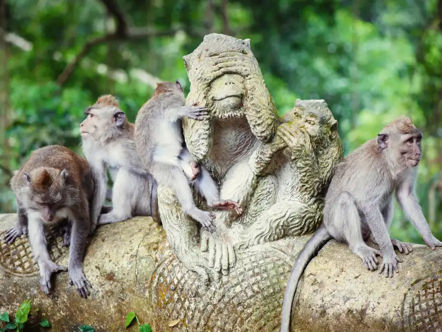 Langschwanzmakaken im Monkey Forest Sanctuary in Ubu auf Bali