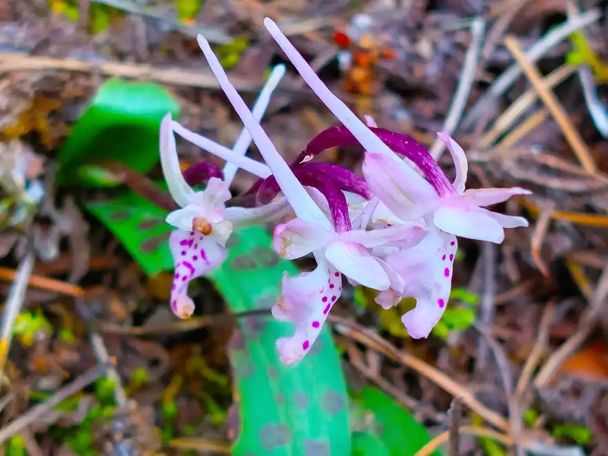 Leitner Wanderung im Troodos - Orchidee "Orchis Troodi"