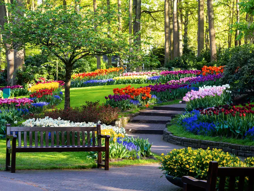 Tulpenblüte im Keukenhof
