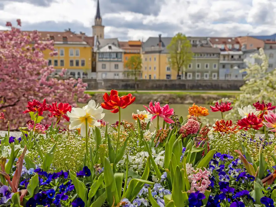 Blumenzauber in Villach