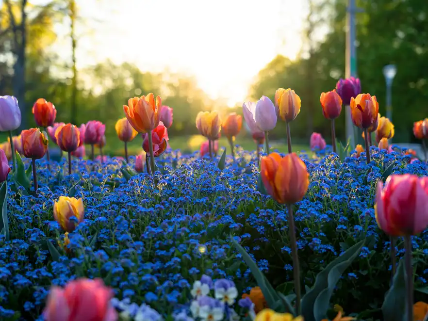 Tulpen im Luisenpark Mannheim