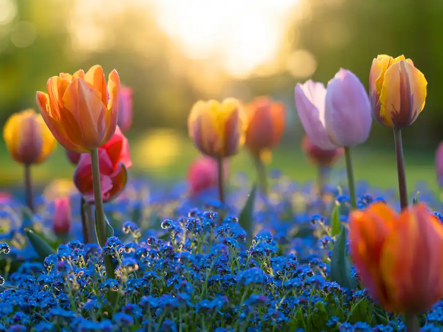 Tulpen im Luisenpark Mannheim