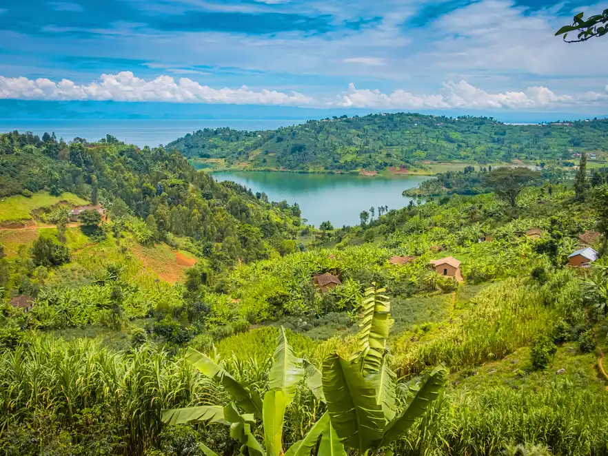 Felder am Kivu See, Ruanda