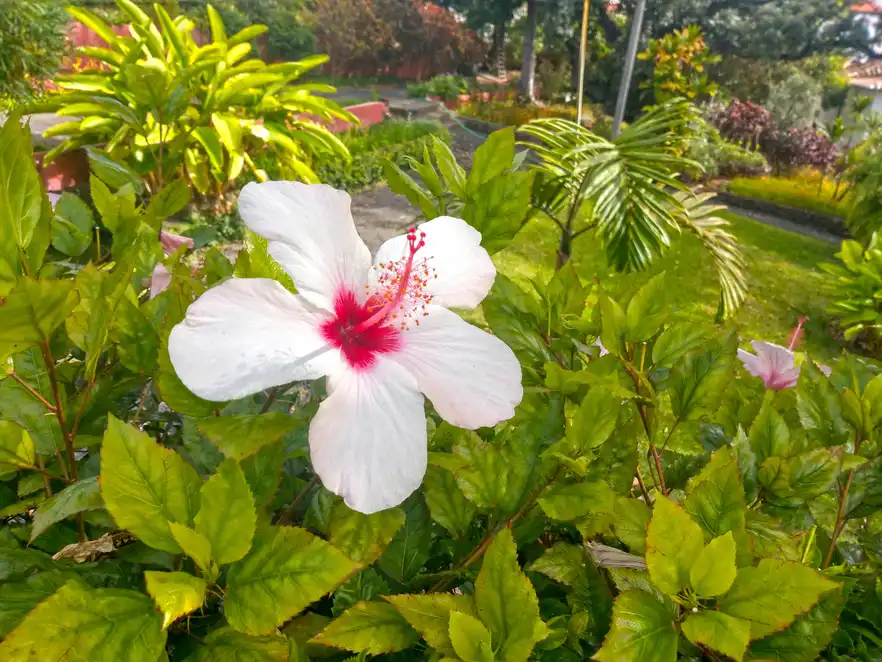 Hibiskusblüte, Madeira