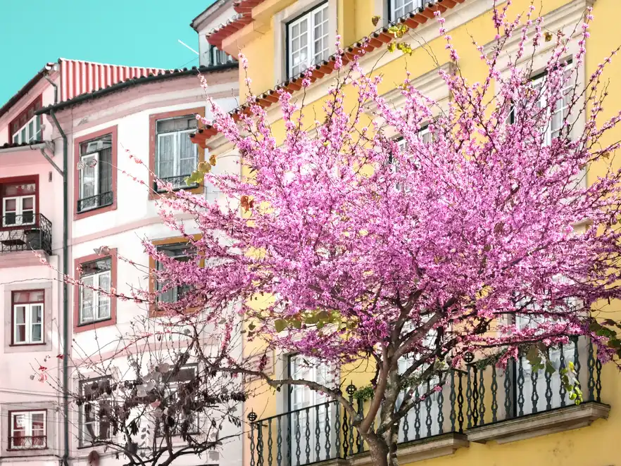 Die Mandelblüte in Portugal