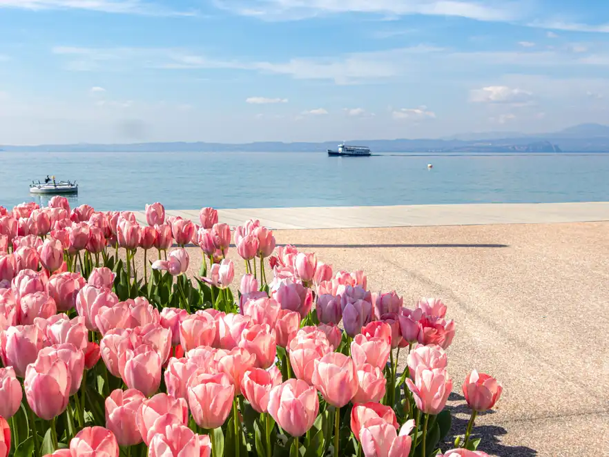 Tulpen am Gardasee 