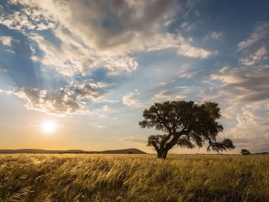 The sun setting behind a tree in the Sossusvlei, Namibia