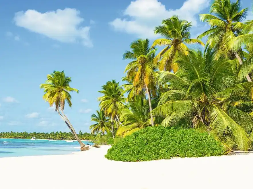 Grüne Palmen und weißer Sandstrand auf Antigua