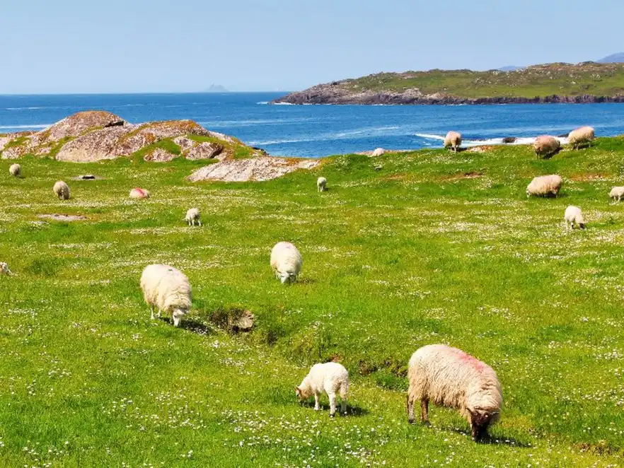 Schafe auf einer Wiese am Ring of Kerry