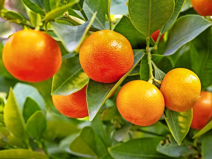 Orangen 