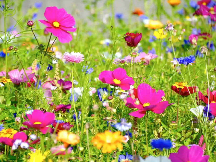 bunte Blumenwiese - Sommerblumen