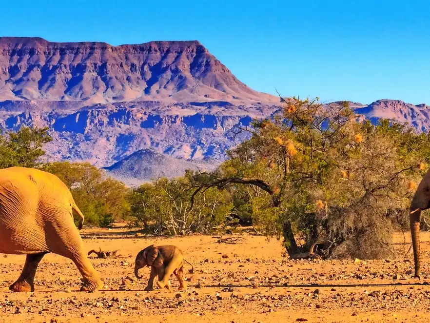 Wüstenelefanten in Namibia, Afrika