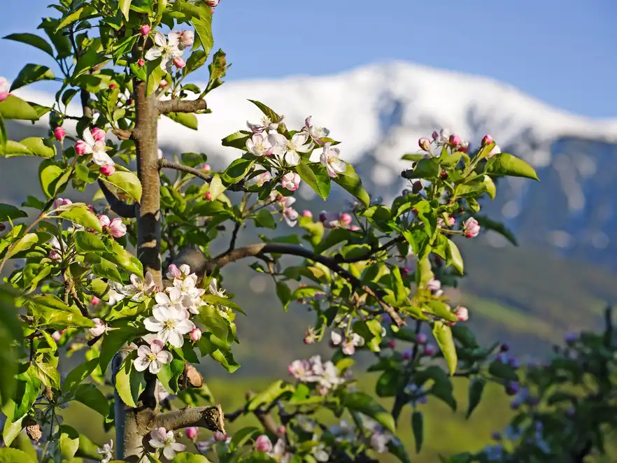 Apfelblüte